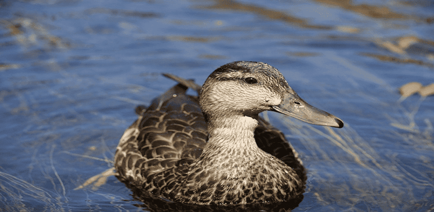 Duck Quack Sounds